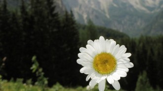 26